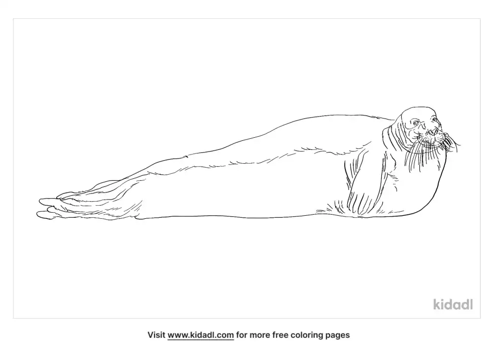Bearded Seal Coloring Page