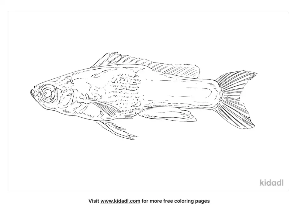 Royal Gramma Coloring Page