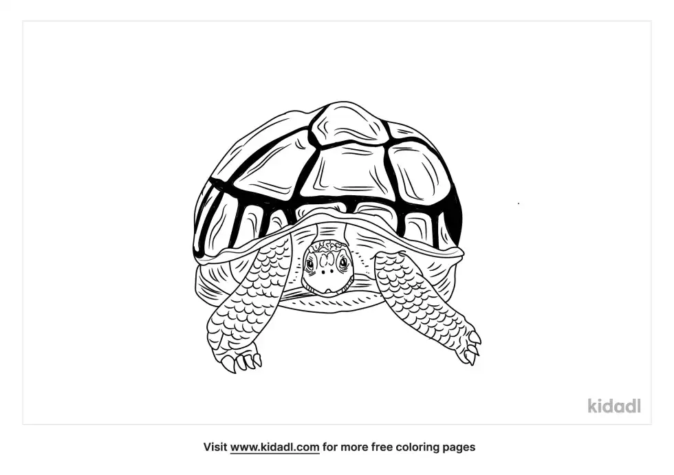 African Spurred Tortoise Coloring Page