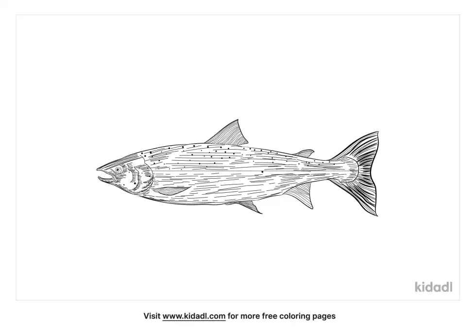 Alantic Salmon Coloring Page