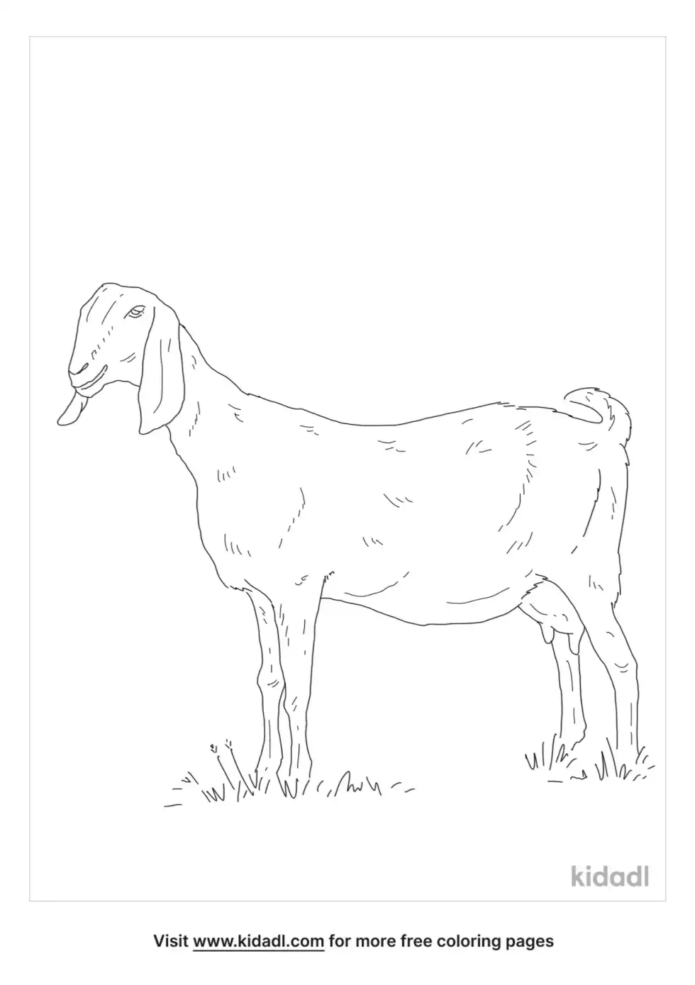 Nubian Goat Coloring Page