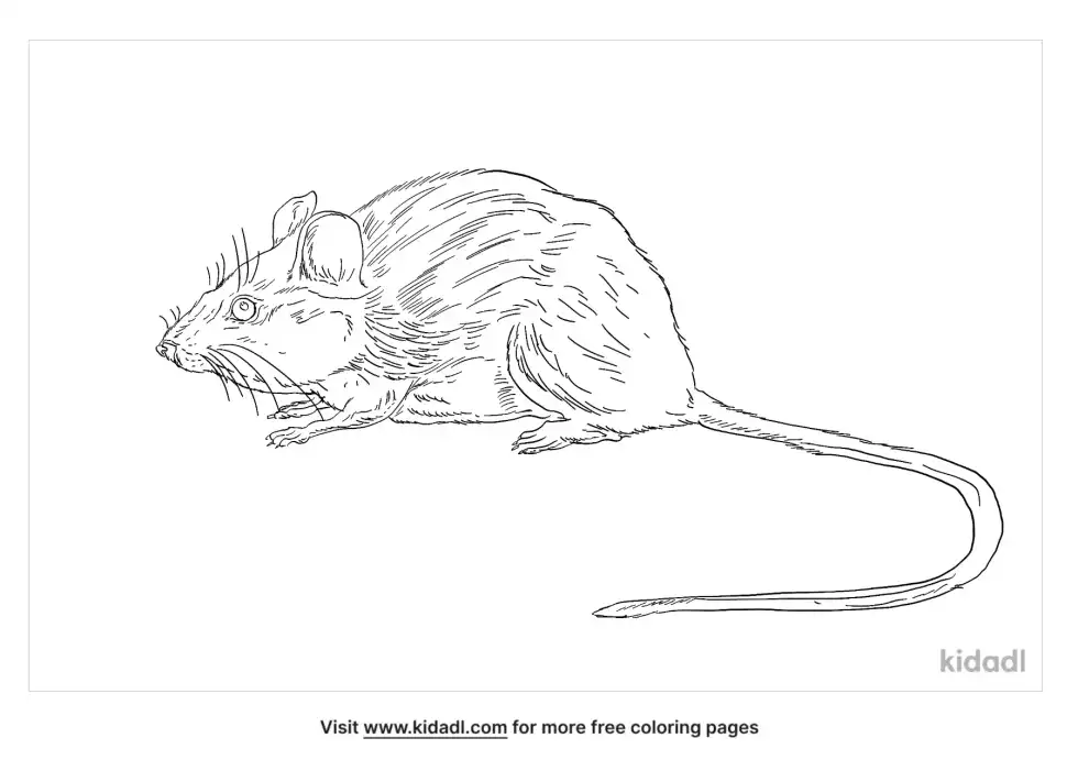 Salt Marsh Harvest Mouse Coloring Page