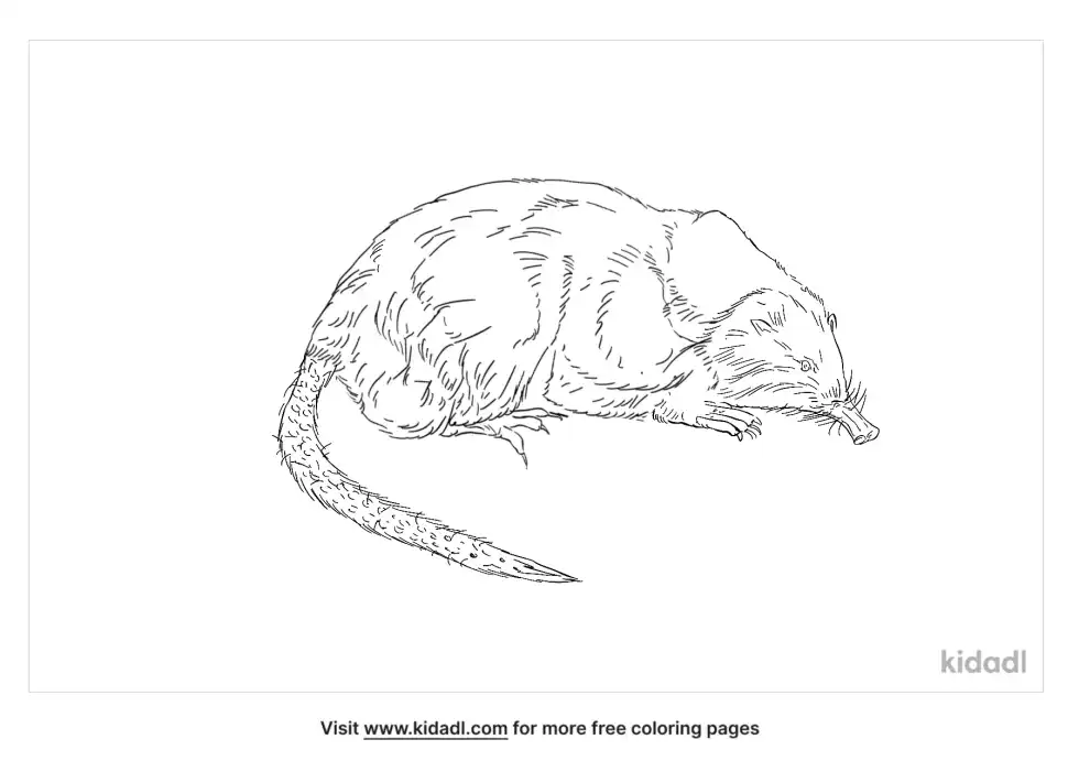 Russian Desman Coloring Page