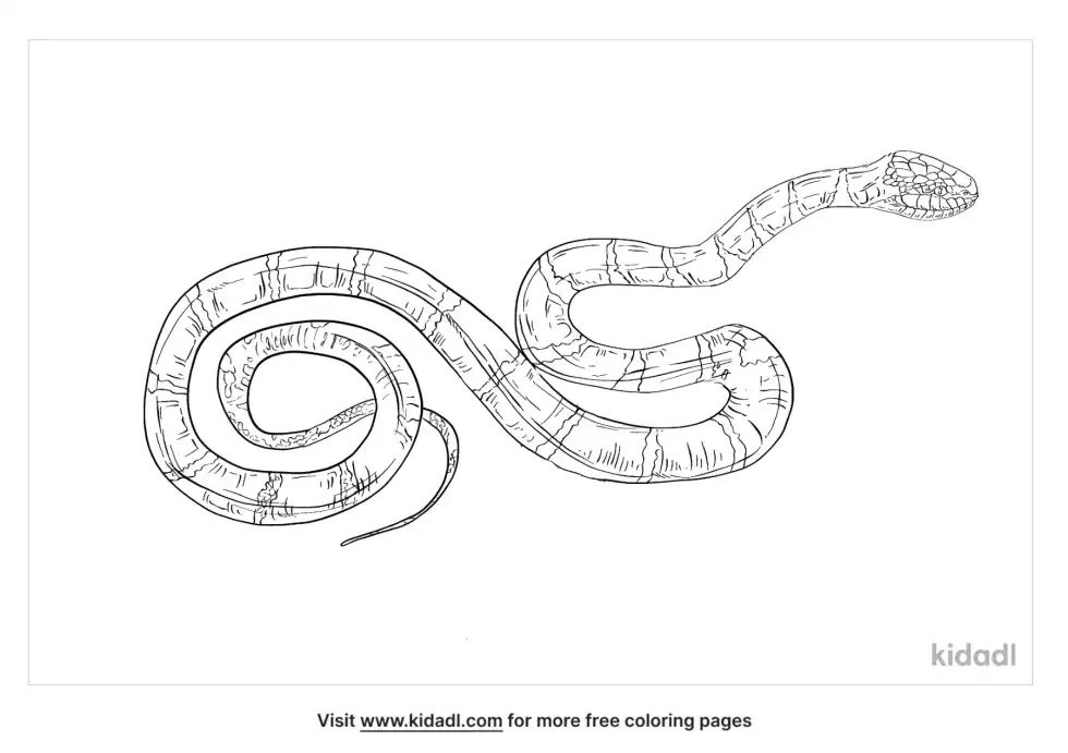 Krait Coloring Page