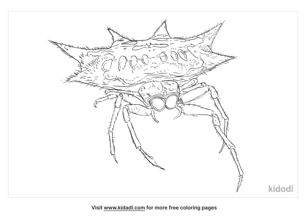 Spiny Orb-Weaver Coloring Page