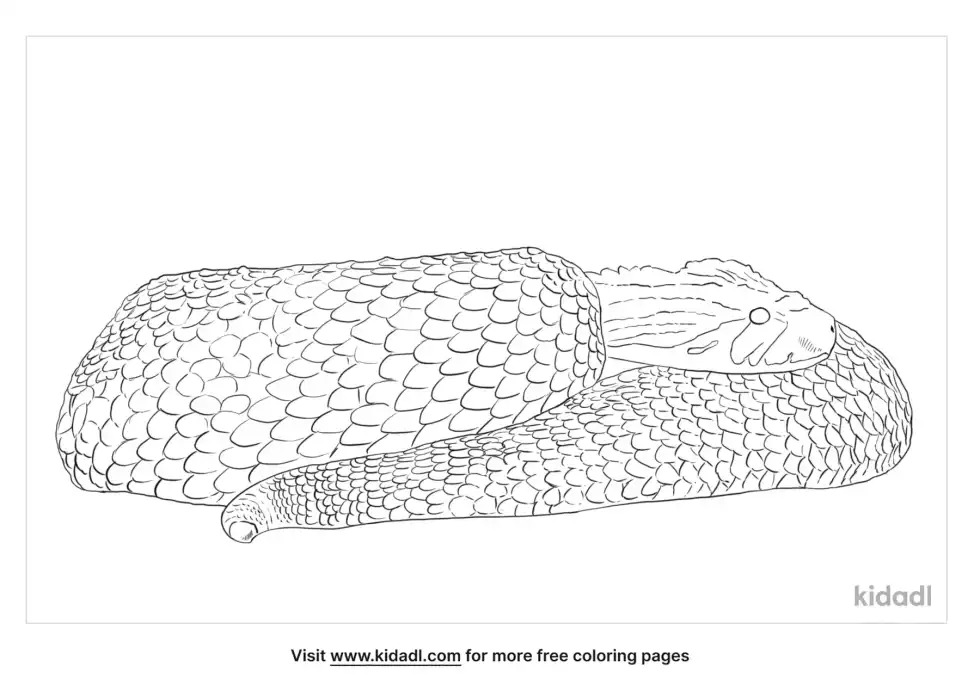 Puff Adder Snake Coloring Page