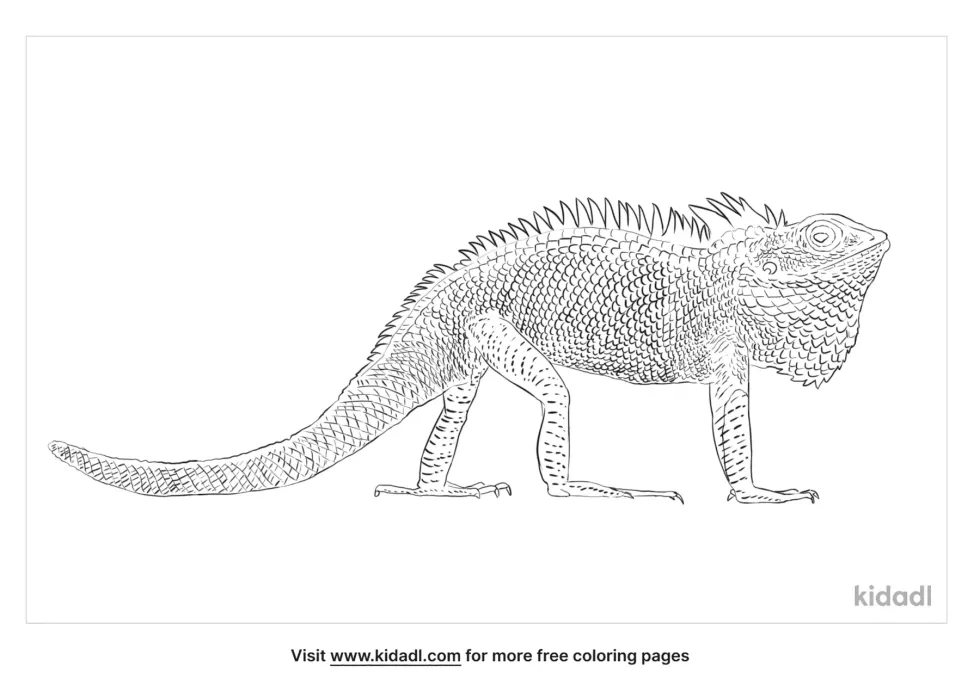 Garden Lizard Coloring Page