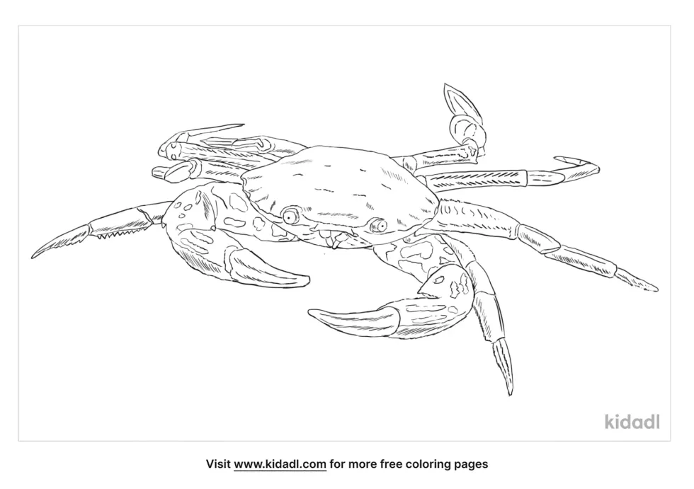 Velvet Crab