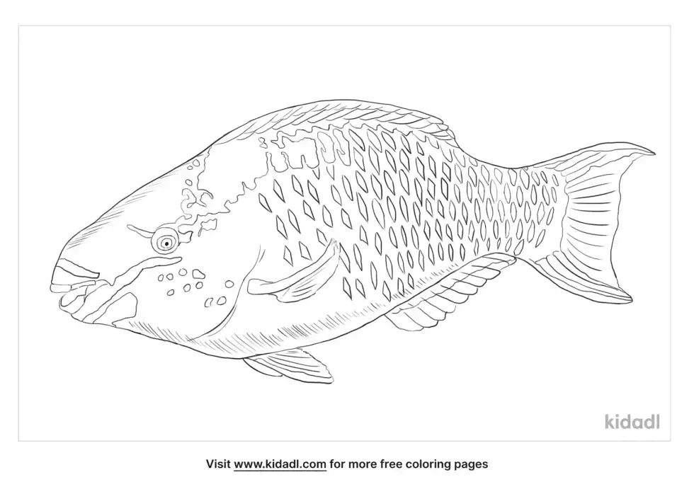 Queen Parrotfish Coloring Page