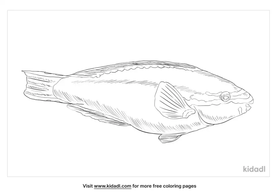 Princess Parrotfish Coloring Page