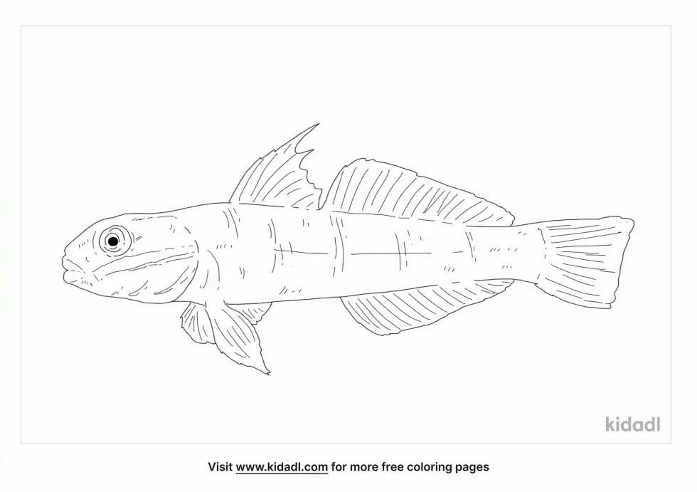 Gold Headed Goby Coloring Page