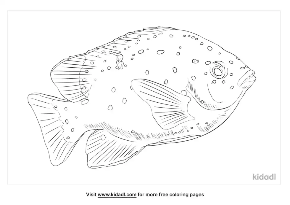 Garibaldi Damselfish Coloring Page