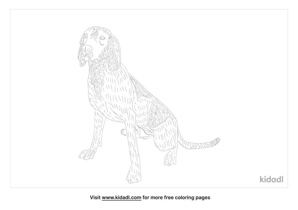 American English Coonhound Coloring Page