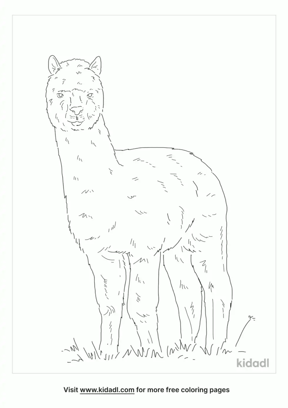 Huacaya Alpaca Coloring Page