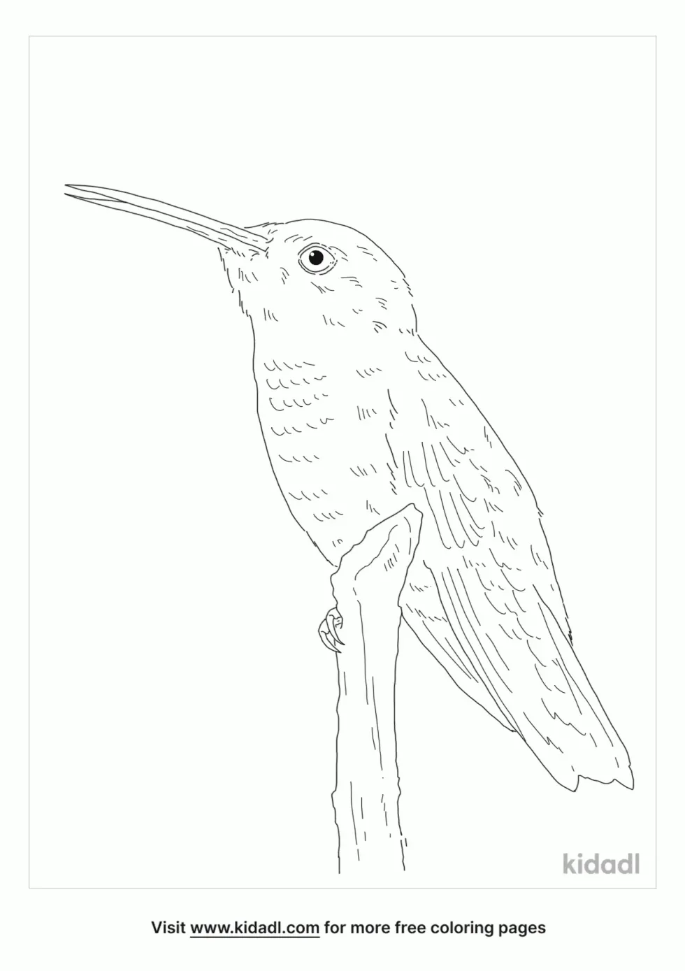 Berylline Hummingbird Coloring Page