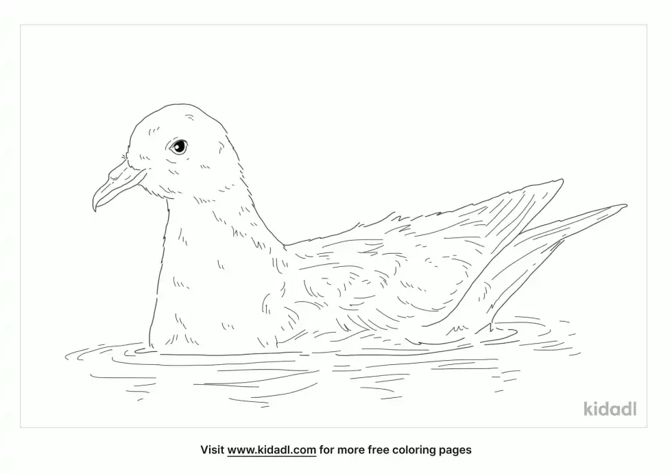 Cape Petrel Coloring Page