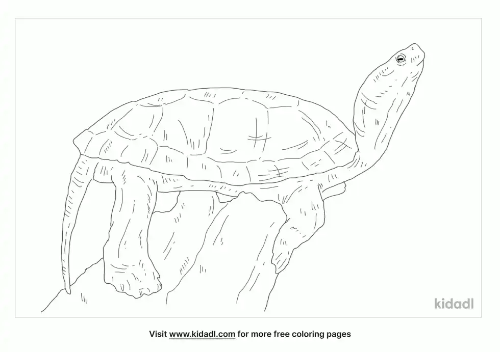 Pacific Pond Turtle Coloring Page