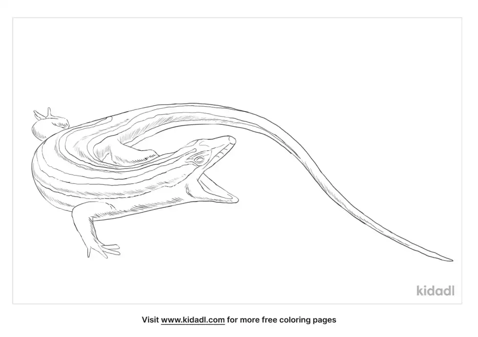 Rainbow Skink Coloring Page