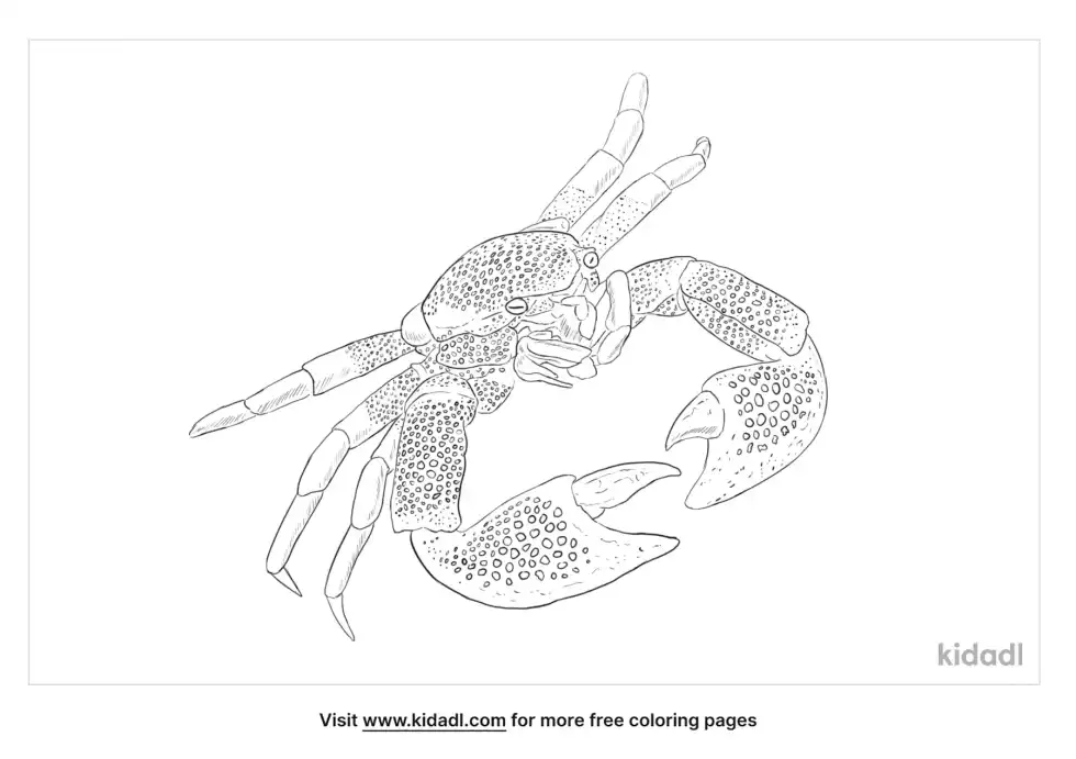 Porcelain Crab Coloring Page