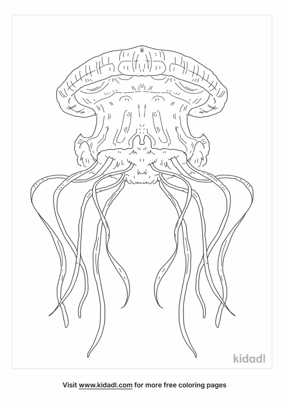 Crown Jellyfish | Kidadl