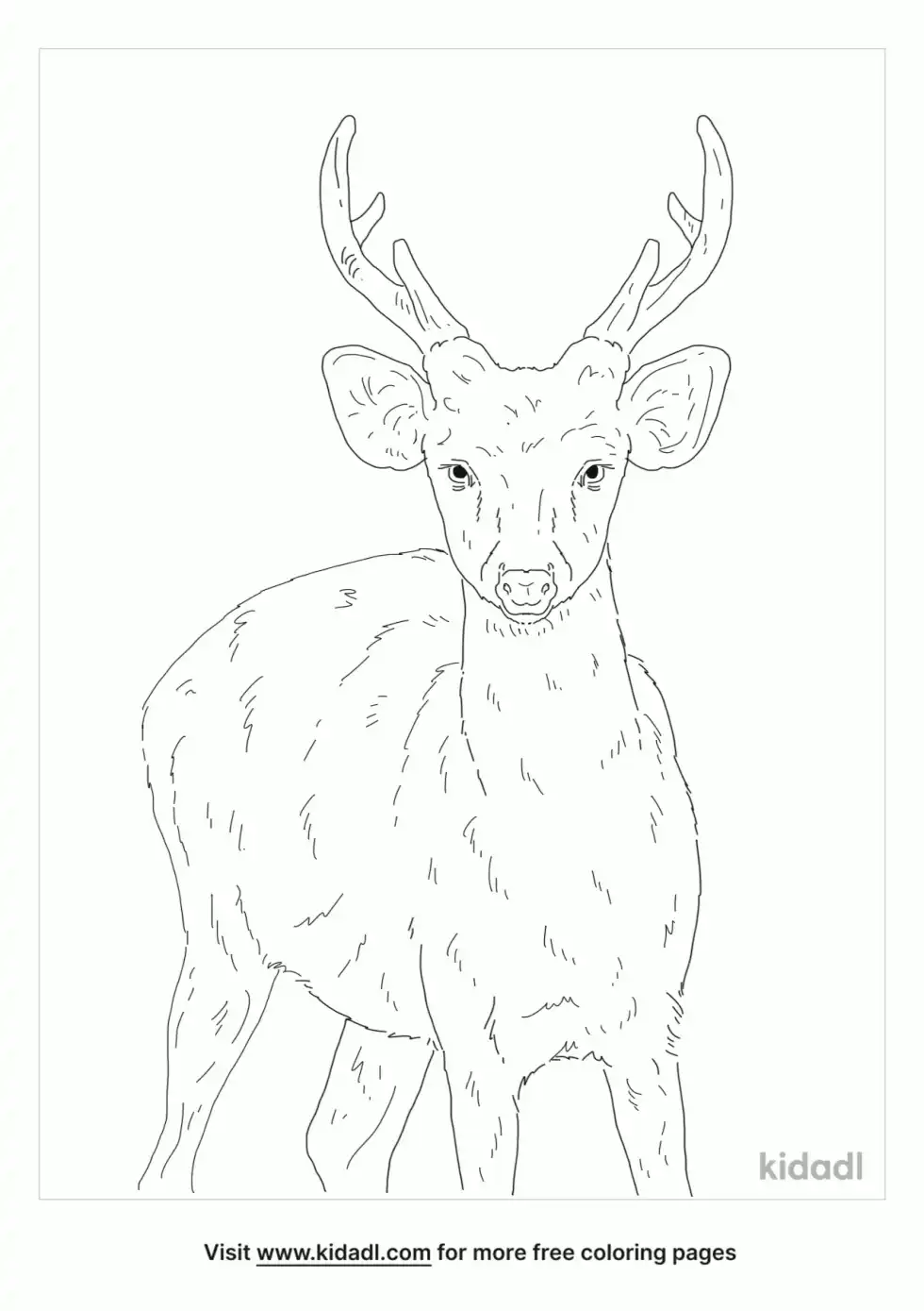 Bawean Deer Coloring Page