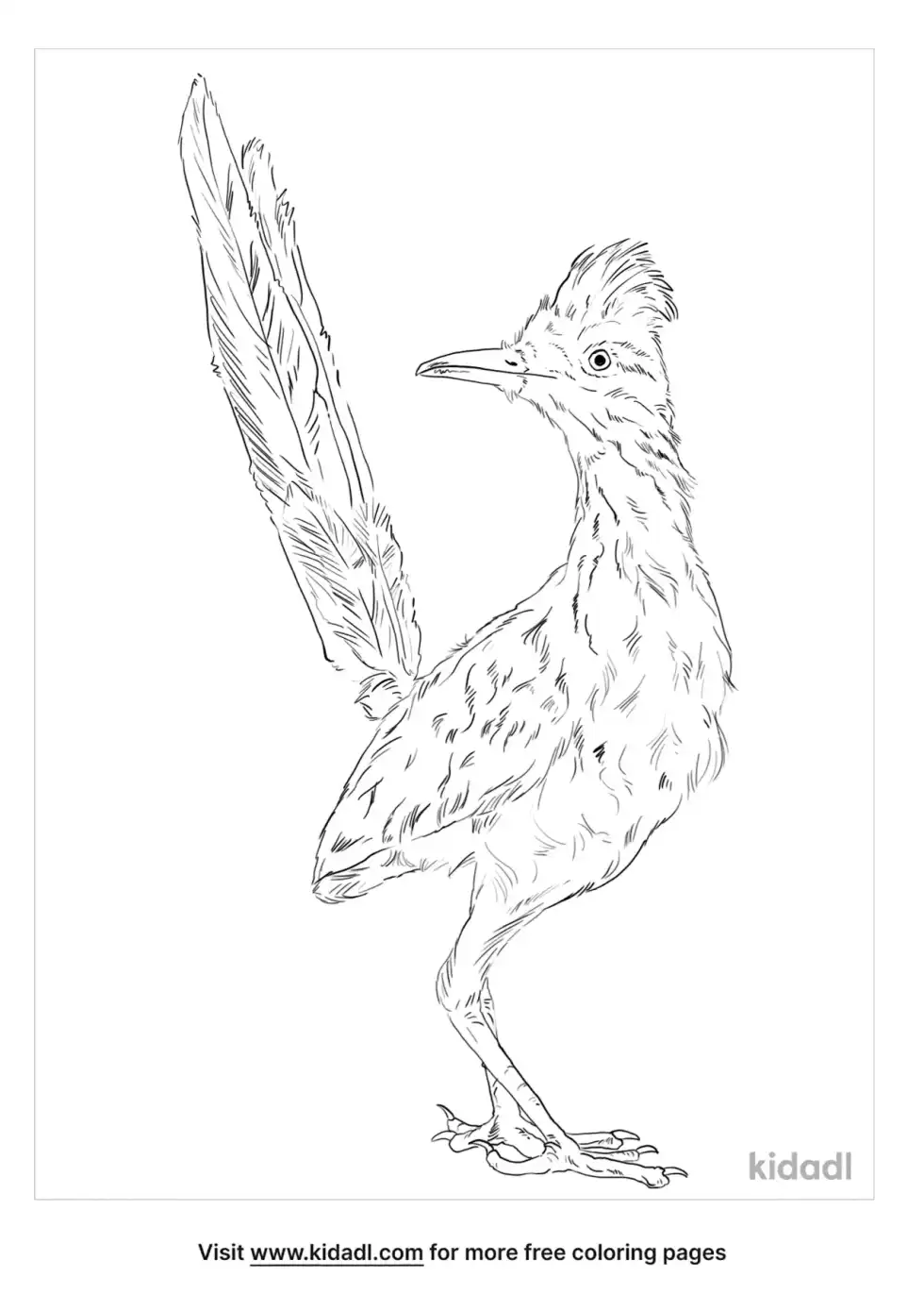 Greater Roadrunner Coloring Page