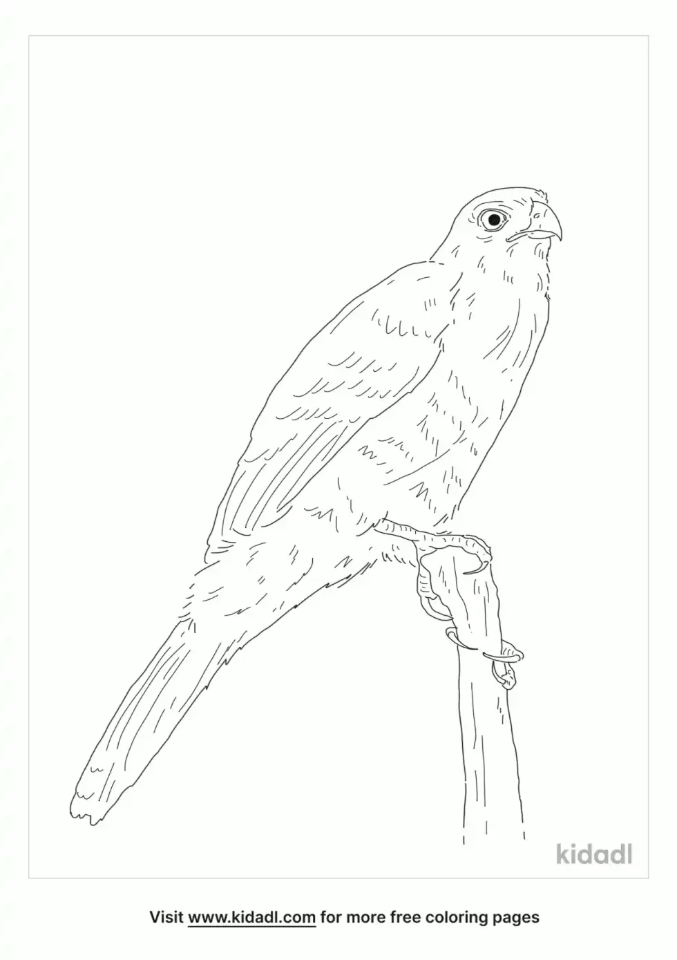 Crested Goshawk Coloring Page