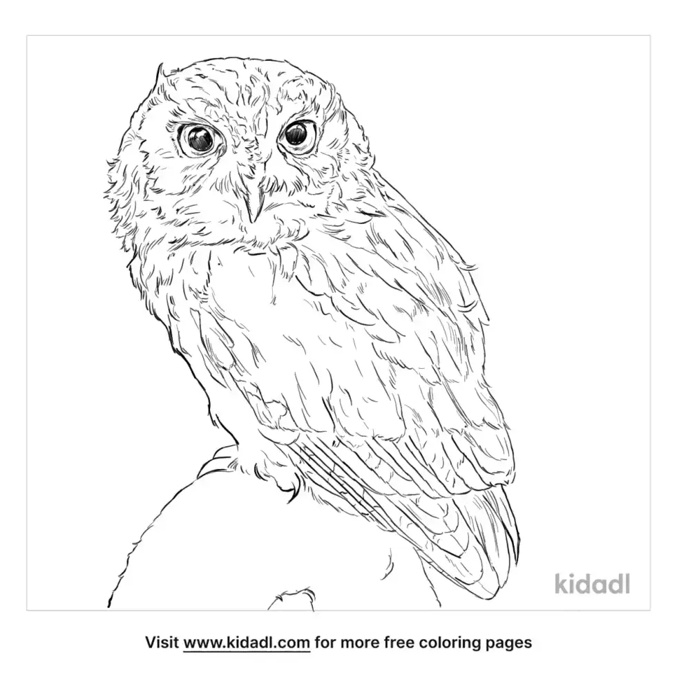 Eastern Screech Owl Coloring Page