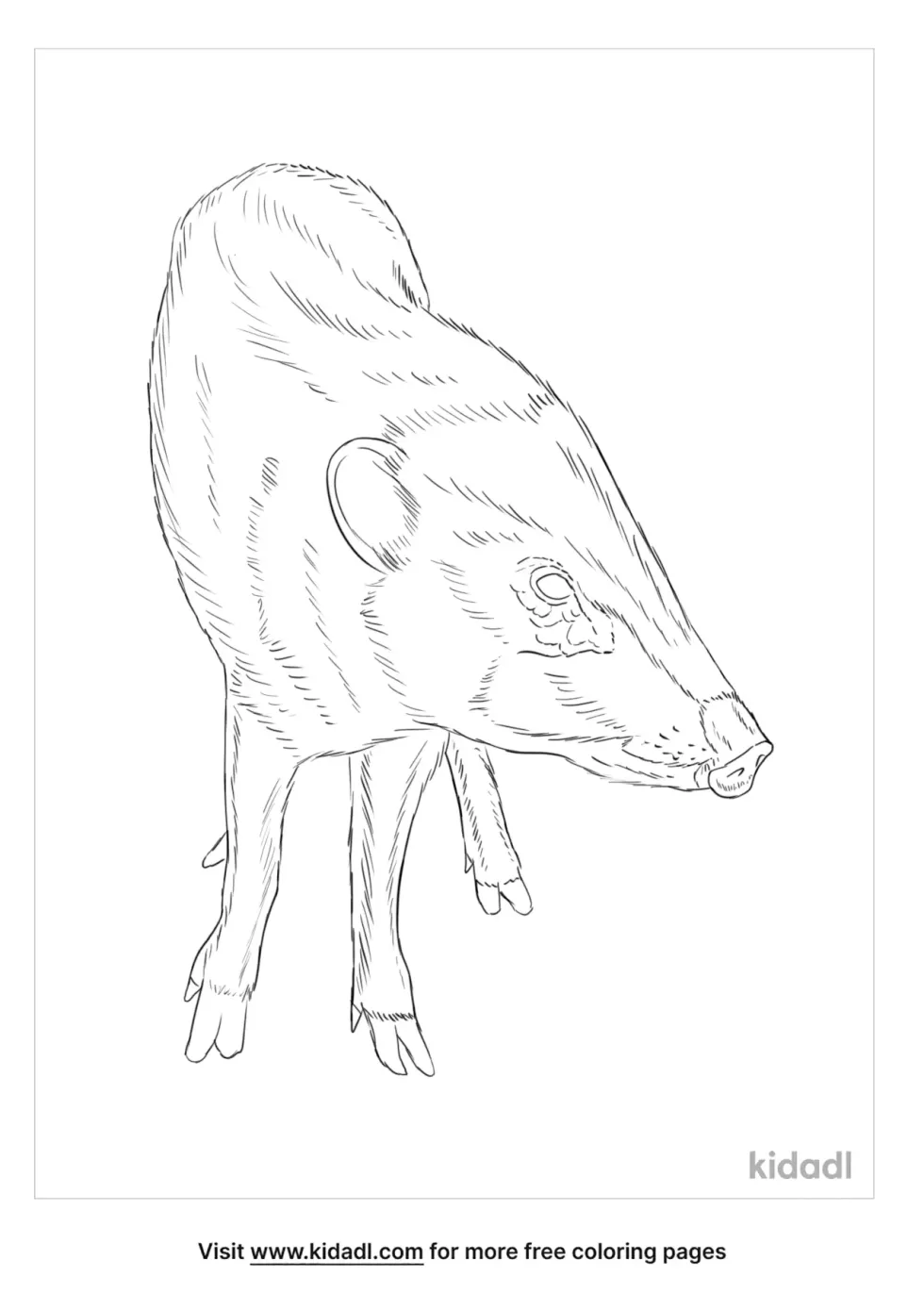 Pygmy Hog Coloring Page