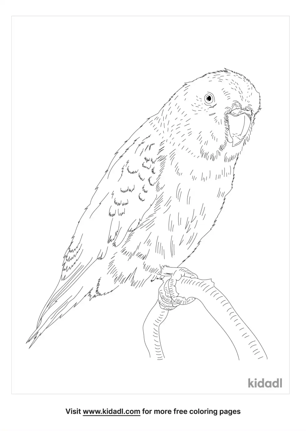 Mexican Parrotlet Coloring Page