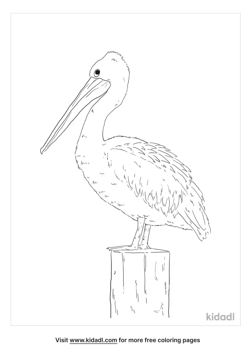 Australian Pelican Coloring Page
