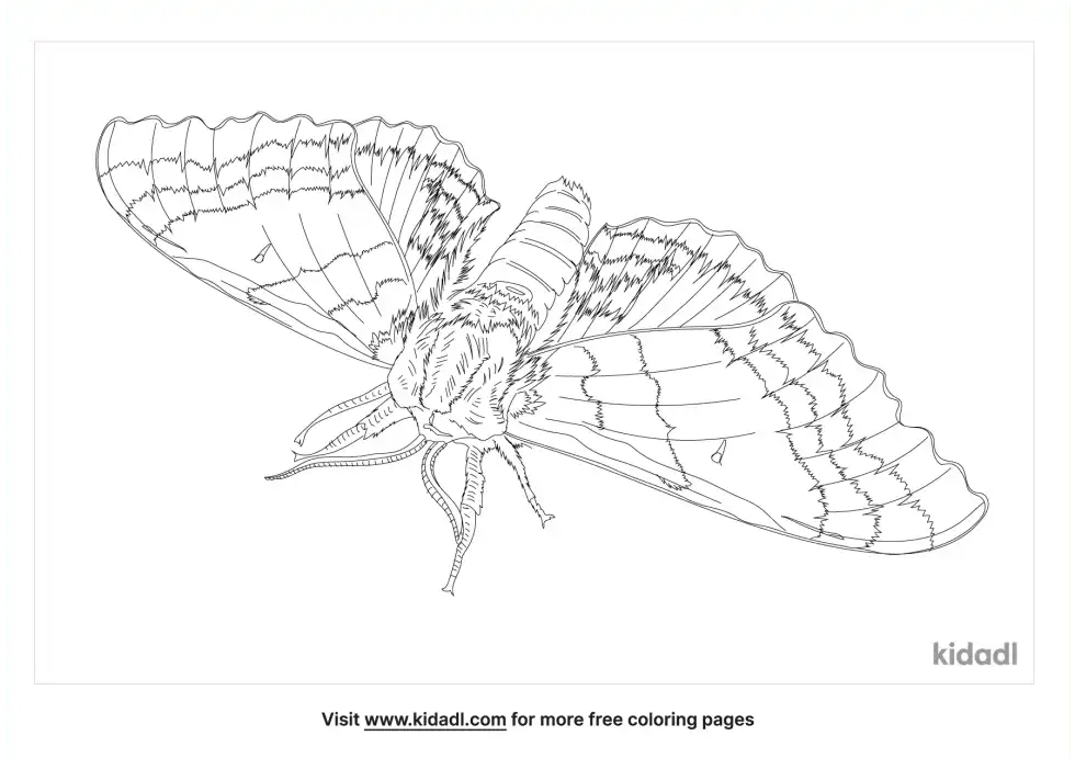 Modest Sphinx Moth Coloring Page