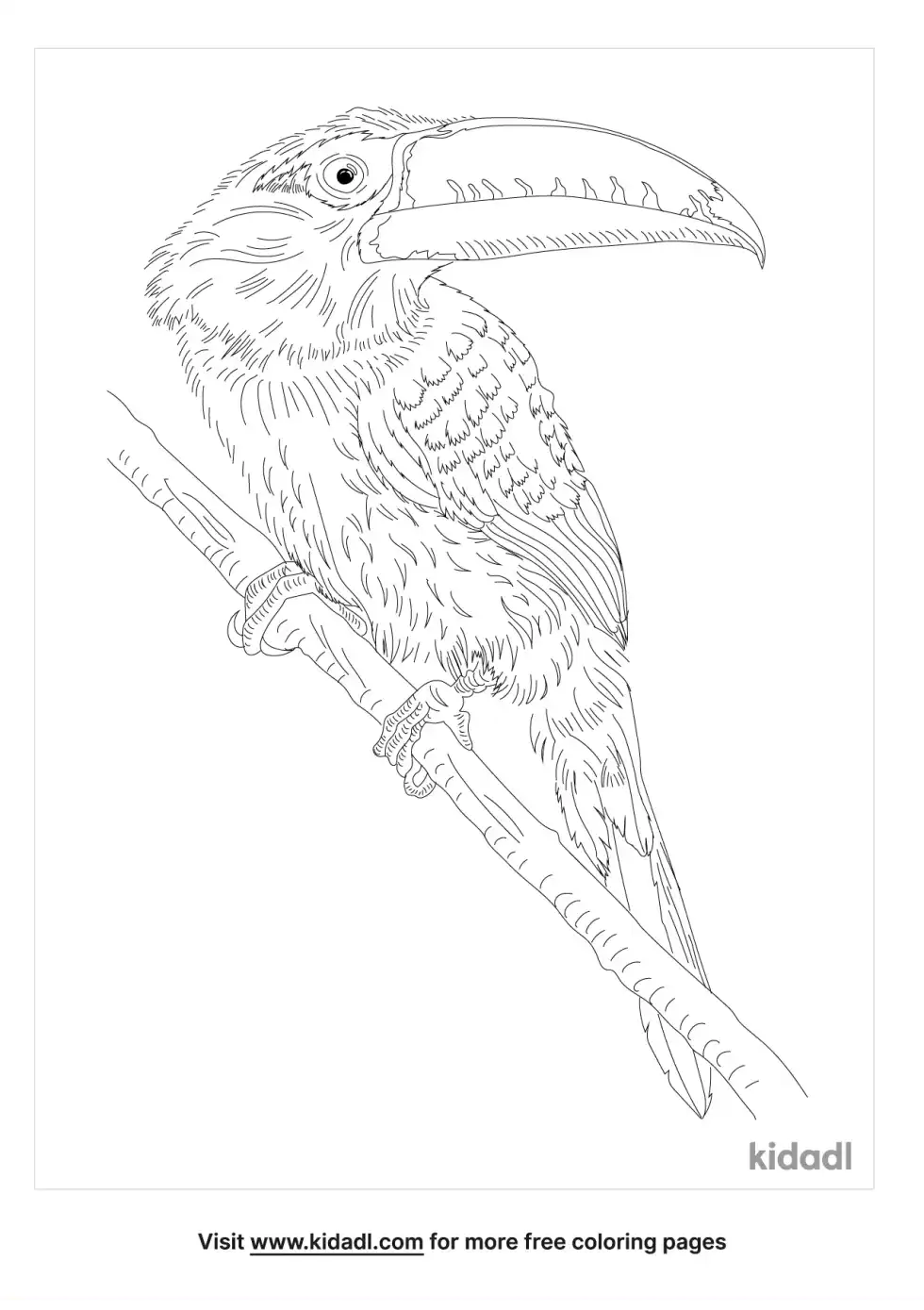 Lettered Aracari Coloring Page