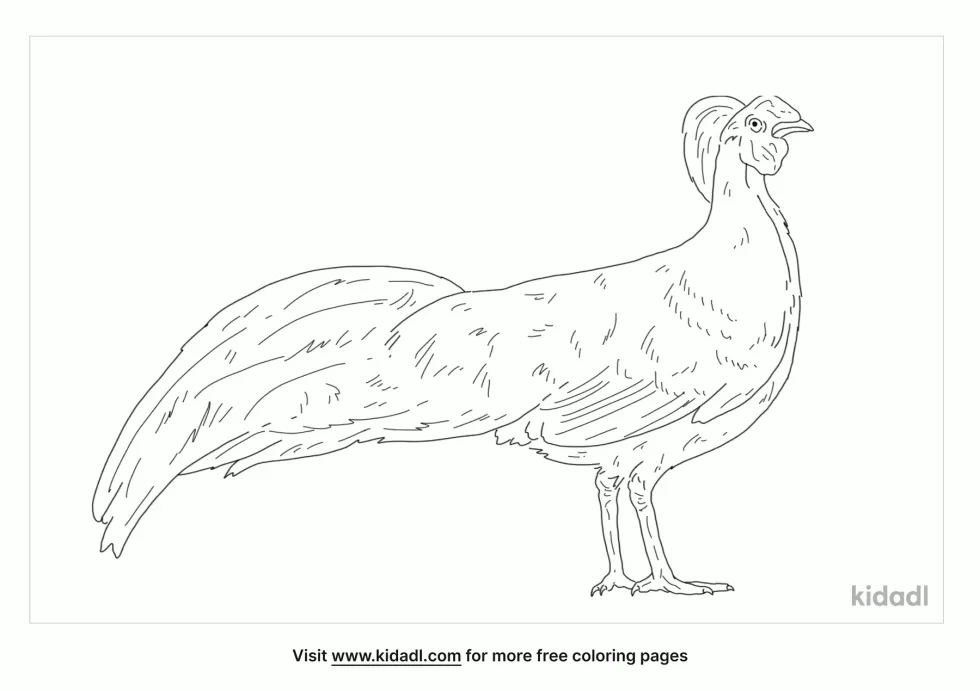 Imperial Pheasant Coloring Page
