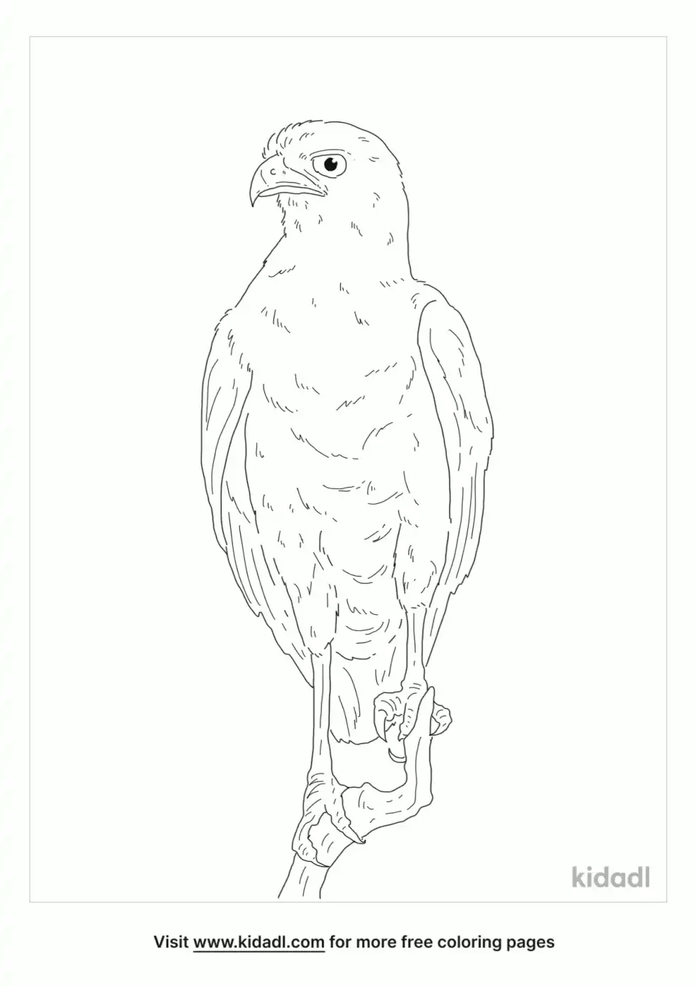 Pale Chanting Goshawk Coloring Page
