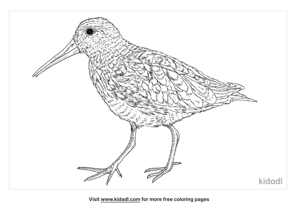 Jack Snipe Coloring Page