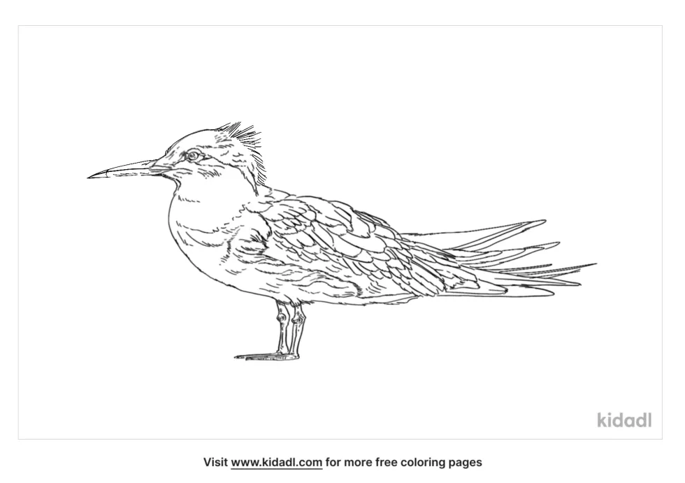 Sandwich Tern Coloring Page