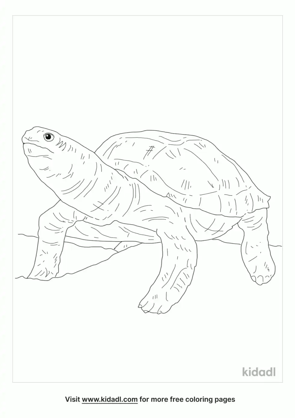 Impressed Tortoise Coloring Page