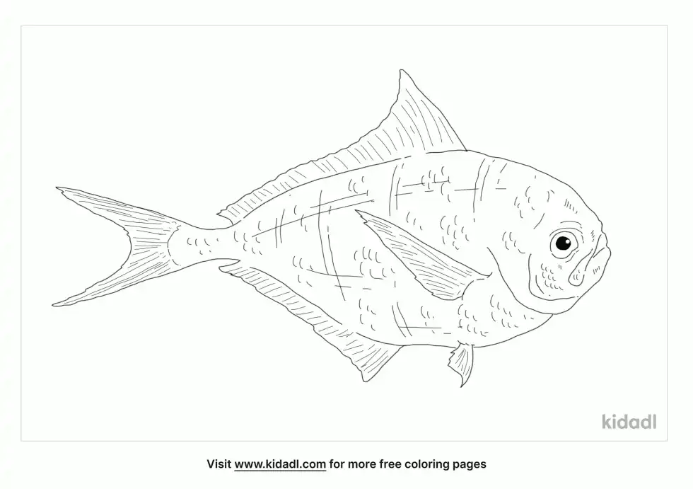 Atlantic Pomfret Coloring Page