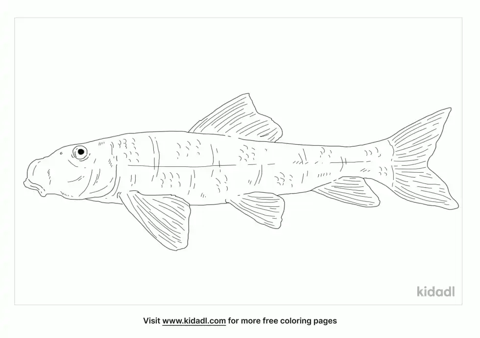Northern Hogsucker Coloring Page