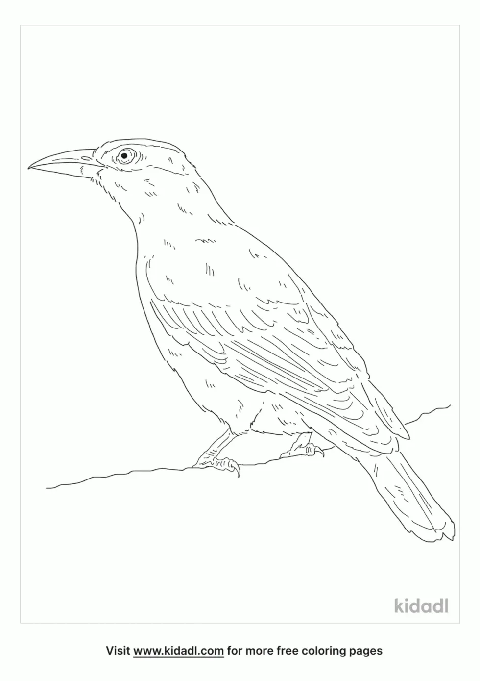 Black Naped Oriole Coloring Page