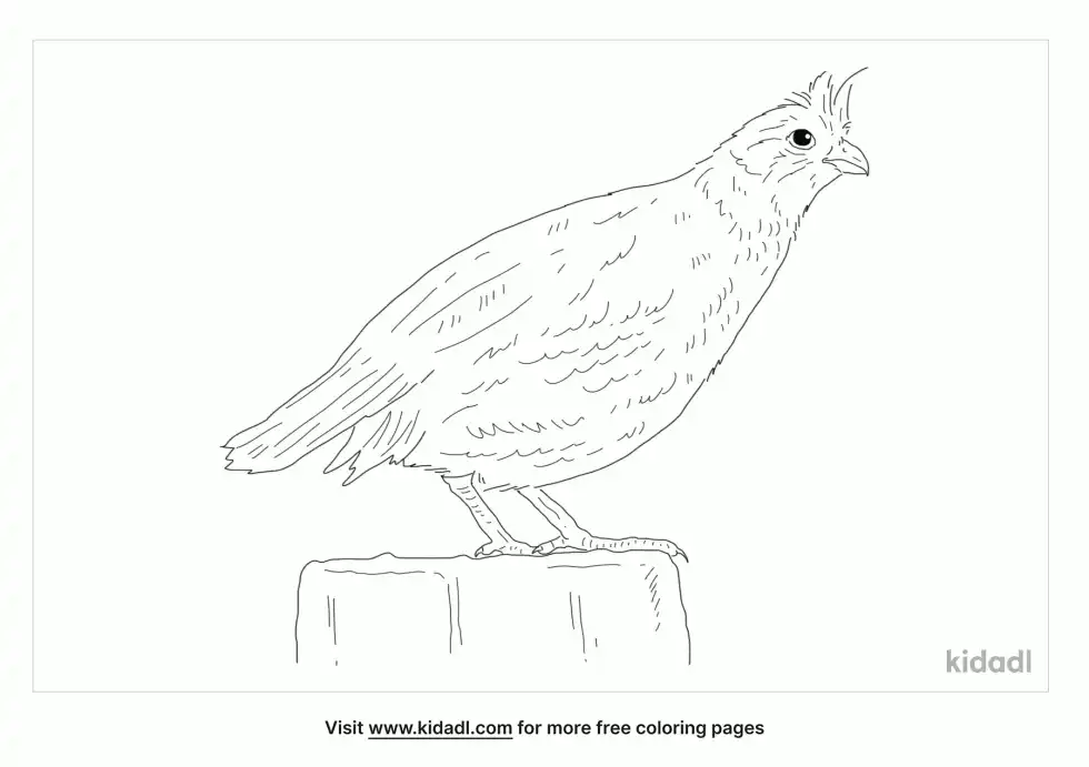 Crested Bobwhite Coloring Page