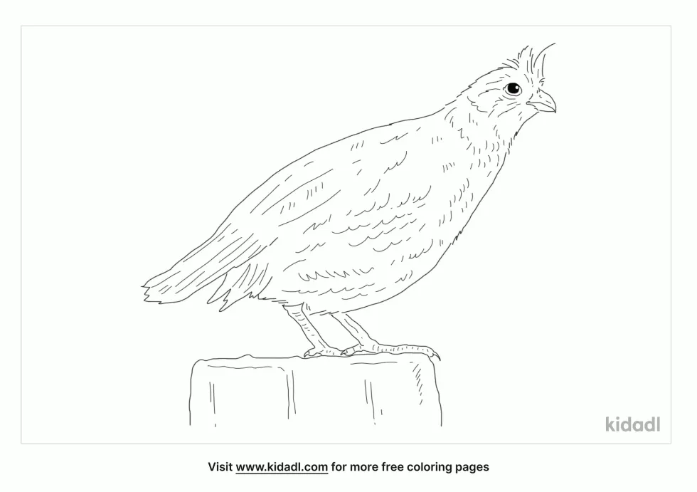 Crested Bobwhite Coloring Page