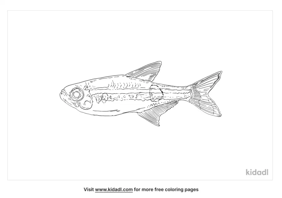 Clown Rasbora Coloring Page