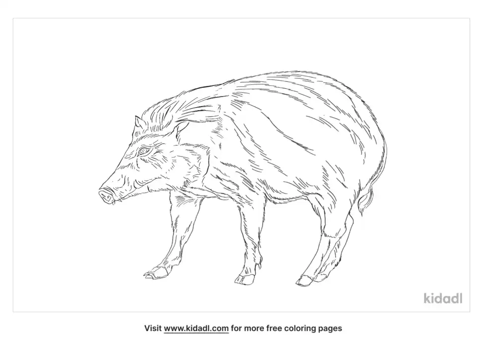 Bearded Pig Coloring Page
