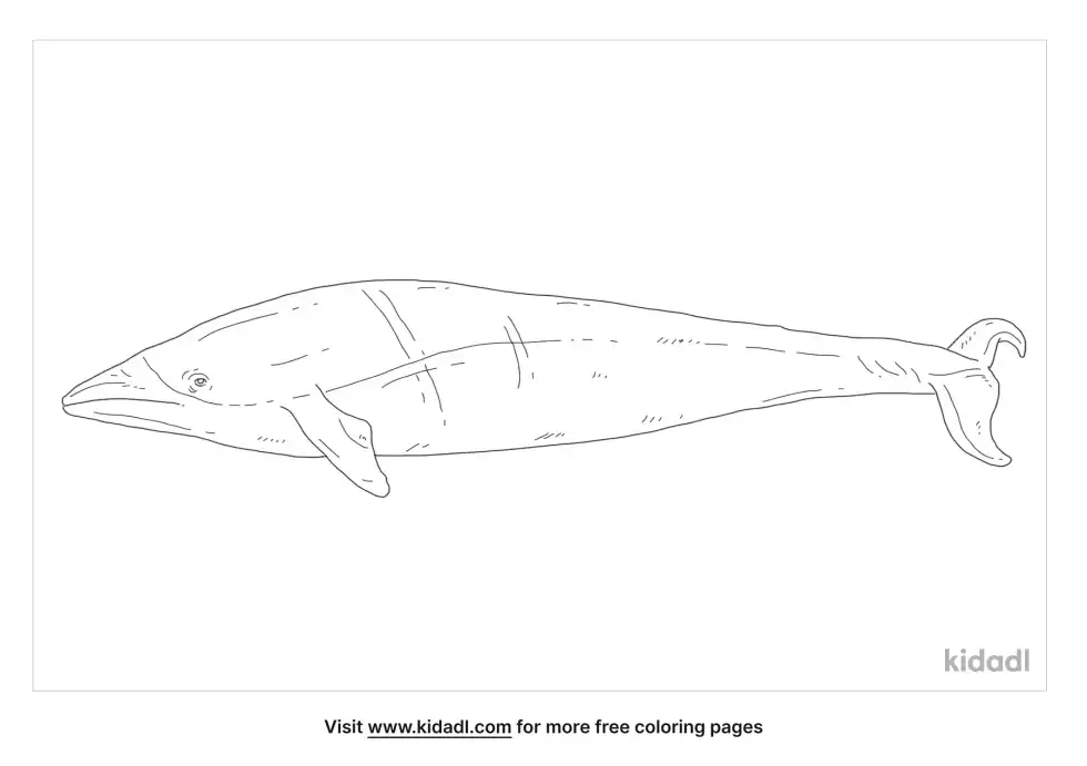 Southern Right Whale Dolphin Coloring Page