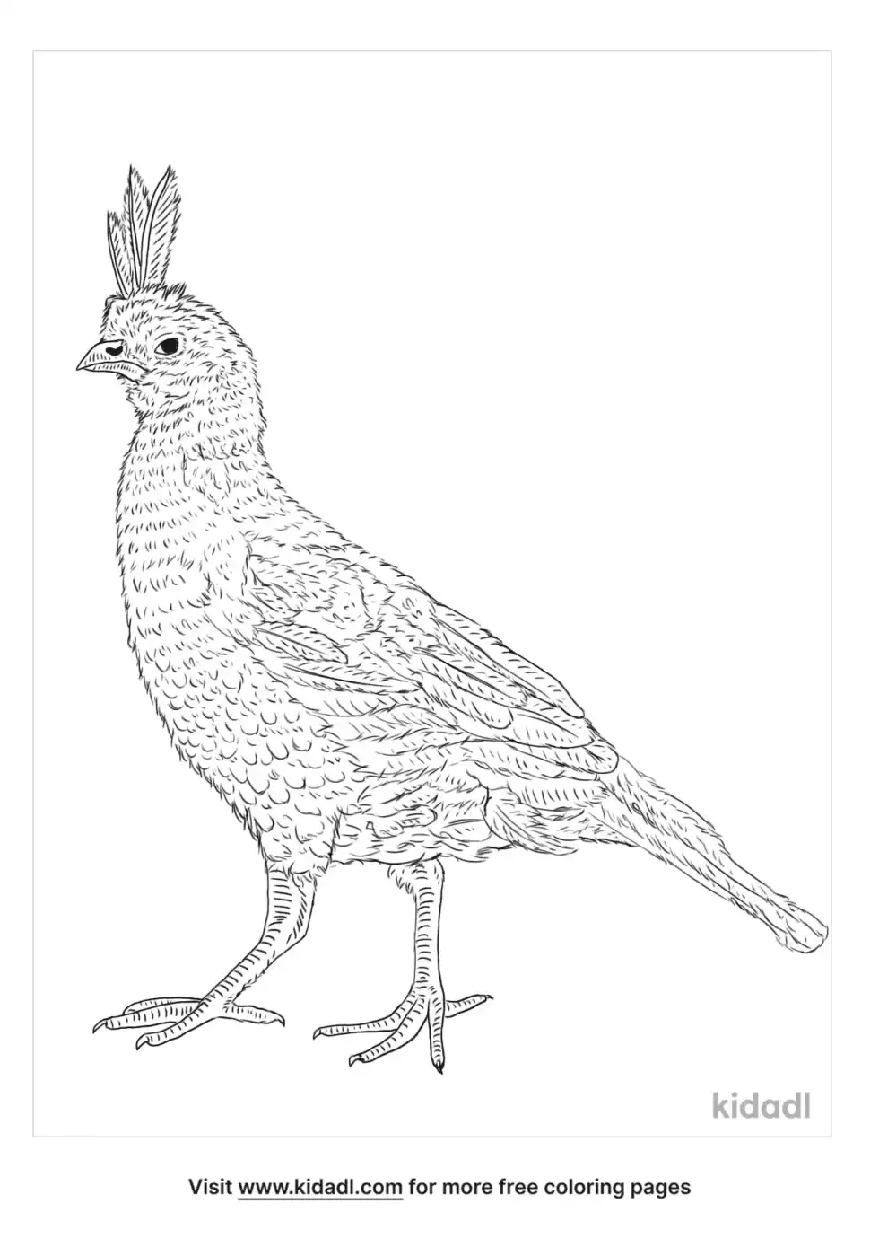 Elegant Quail Coloring Page