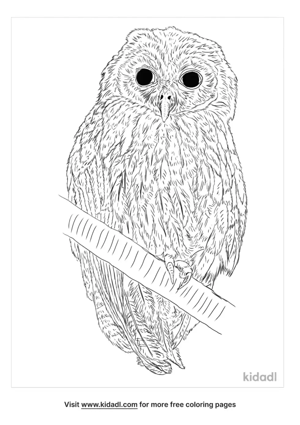 Jamaican Owl Coloring Page