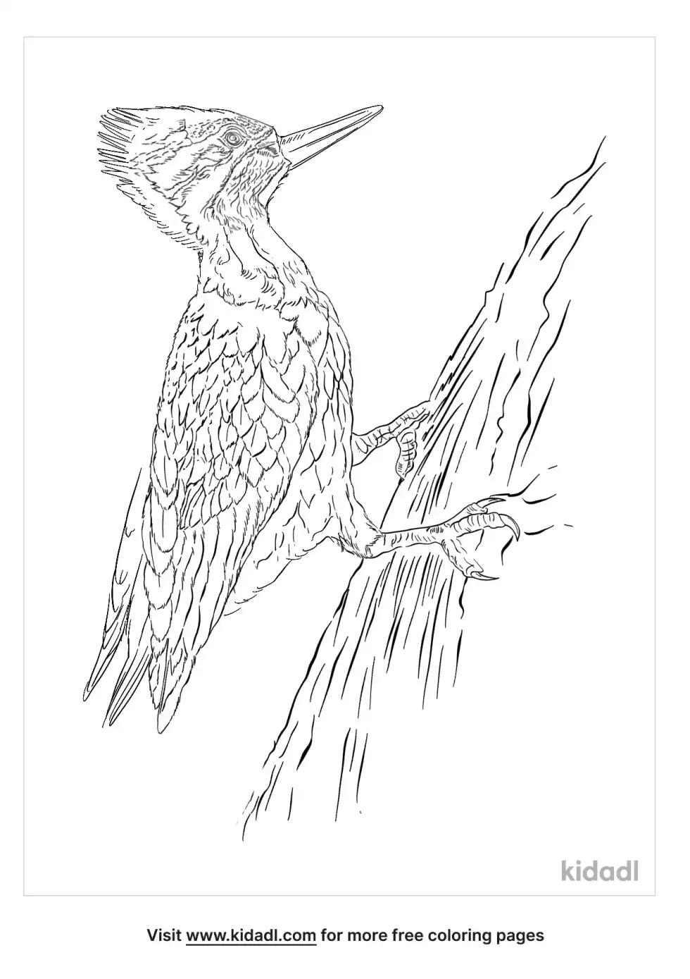 Lineated Woodpecker Coloring Page