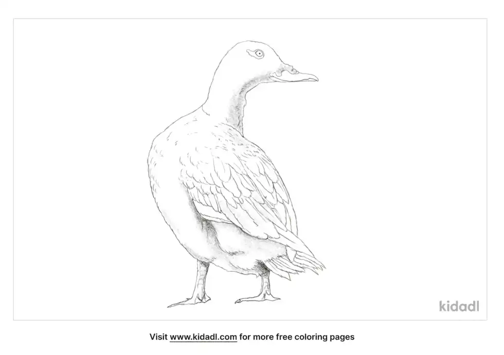 Velvet Scoter Coloring Page